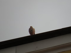 Columba livia domestica