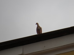 Columba livia domestica