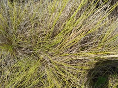 Festuca petraea