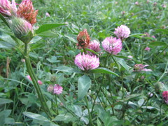 Trifolium pratense