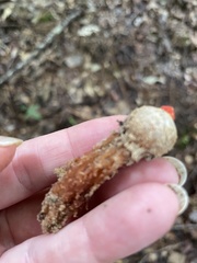 Calostoma ravenelii ravenelii