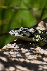 Abronia taeniata