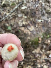 Calostoma ravenelii ravenelii