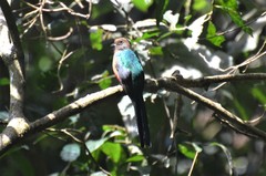 Apaloderma vittatum