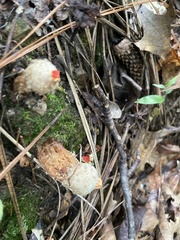 Calostoma ravenelii ravenelii