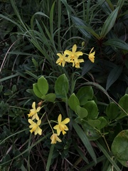 Spathoglottis pubescens