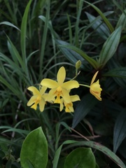 Spathoglottis pubescens