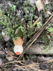 Calostoma ravenelii ravenelii