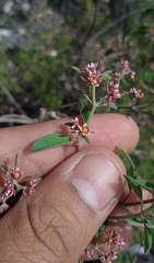 Euphorbia tricolor