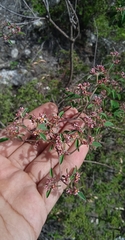 Euphorbia tricolor