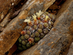 Conophytum ficiforme