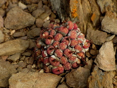 Conophytum ficiforme