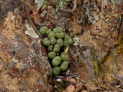 Conophytum ficiforme
