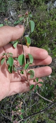 Euphorbia tricolor