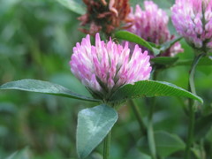 Trifolium pratense