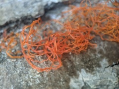 Cytospora chrysosperma