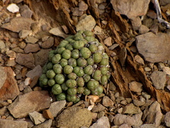 Conophytum ficiforme