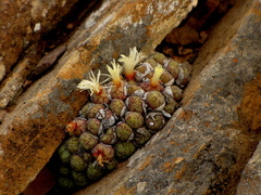 Conophytum ficiforme