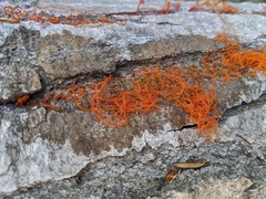 Cytospora chrysosperma