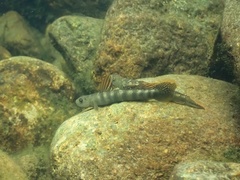 Stiphodon multisquamus