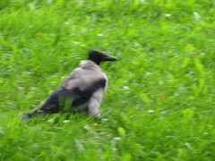 Corvus cornix