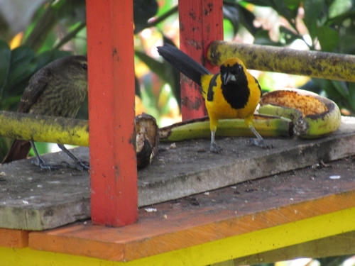 Yellow-backed Oriole (Icterus chrysater), photo 4