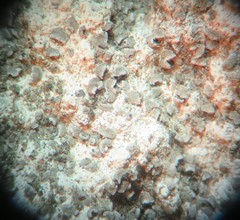 Acarospora moenium