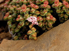 Crassula rupestris rupestris