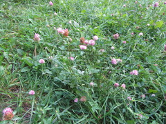 Trifolium pratense