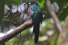 Apaloderma vittatum