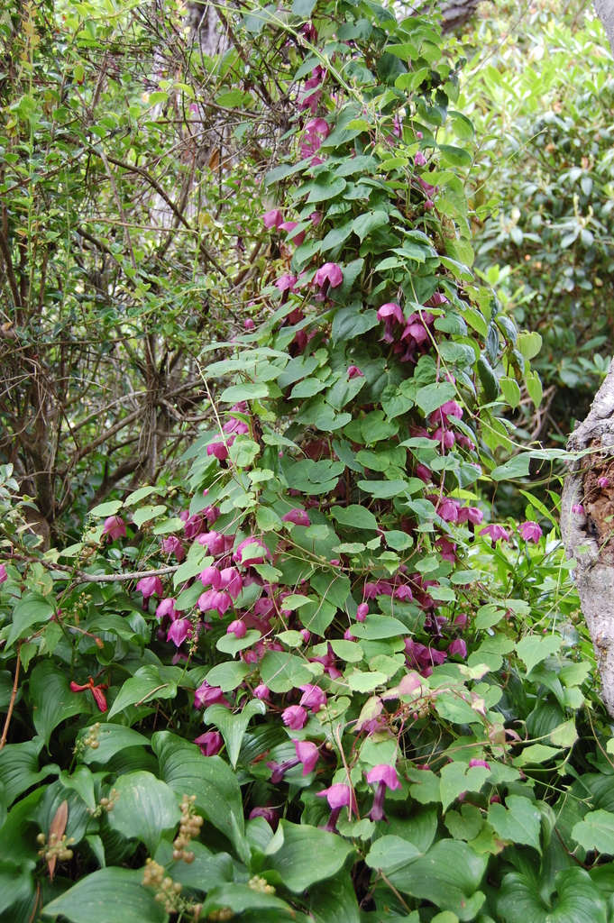 purple bell vine