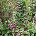 Purple Bells - Photo (c) FarOutFlora, some rights reserved (CC BY-NC-ND)