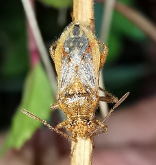 Rhopalus subrufus