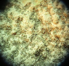 Acarospora moenium