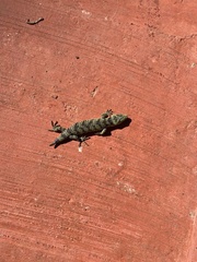 Abronia taeniata