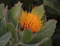 Leucospermum mundii