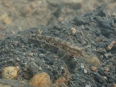 Acentrogobius