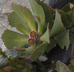 Leucospermum mundii