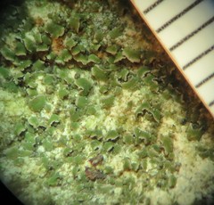 Acarospora moenium