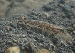 Acentrogobius