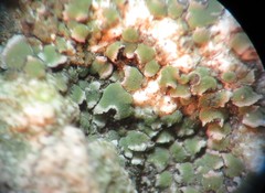 Acarospora moenium
