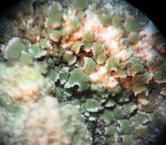 Acarospora moenium
