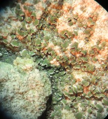 Acarospora moenium
