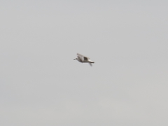 Larus