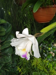 Cattleya quadricolor