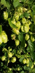 Humulus lupulus
