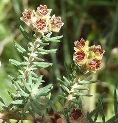 Erica brownleeae