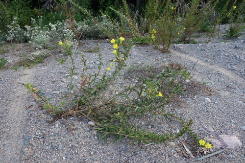 Oenothera parviflora iNat (3)