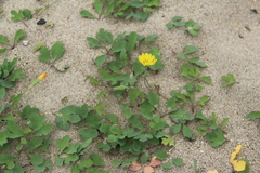 Ixeris repens