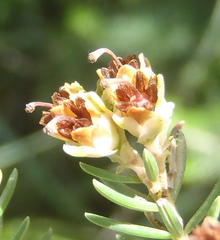 Erica brownleeae